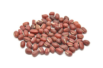 Image showing Sprouting azuki bean