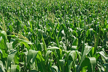 Image showing Green cornfield background