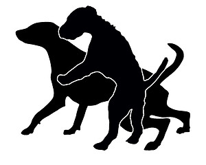 Image showing Playing dogs