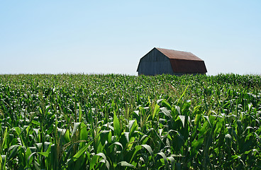 Image showing Wooden barn in green cornfield