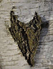 Image showing Birch tree