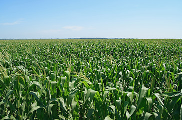 Image showing Green cornfield under the blue sky