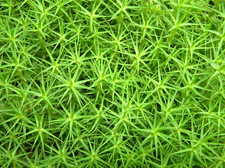 Image showing Closeup view on a green moss as background