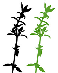 Image showing Thyme