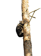 Image showing Cat on tree