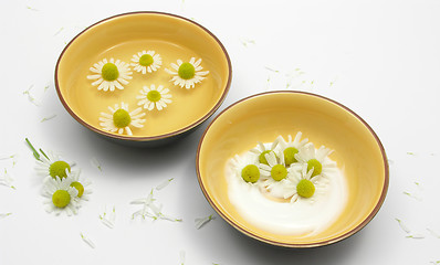 Image showing Camomile blooms in water and cream in ceramic bowls surrounded by white petals