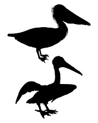 Image showing Black pelicans