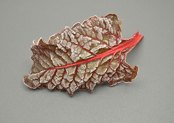 Image showing Detailed but simple image of iced Red chard