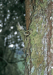 Image showing Green lizard