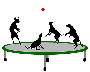 Image showing Dog trampoline
