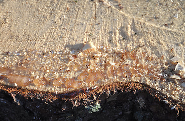 Image showing Tree-cut with resin