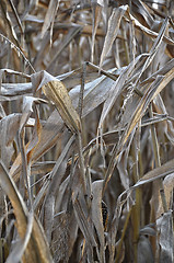 Image showing Dry indian corn field