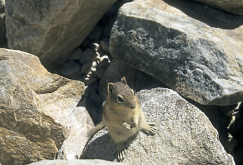 Image showing Canadian chipmunk