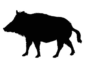 Image showing The black silhouette of a boar on white