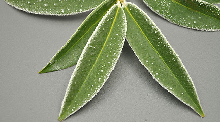 Image showing Detailed but simple image of iced cherry laurel