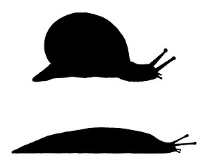 Image showing Slugs