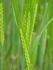 Image showing Unripe cereal plants as fresh green background