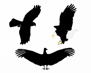 Image showing Birds of prey