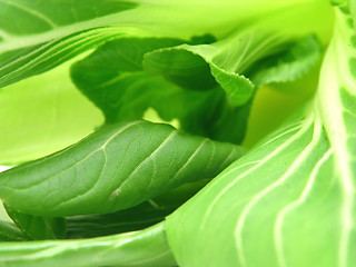 Image showing Pak choi leaves as a background picture