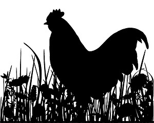 Image showing Cock in the meadow