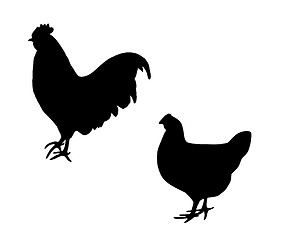 Image showing Cock and hen