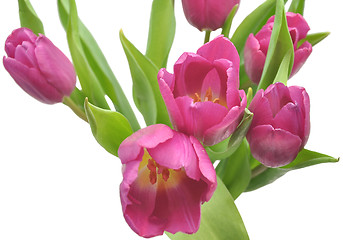 Image showing Pink tulips