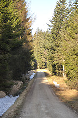 Image showing Forest road after winter