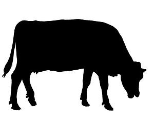 Image showing Grazing cow