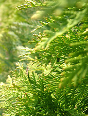 Image showing The fresh green of a thuja hedge