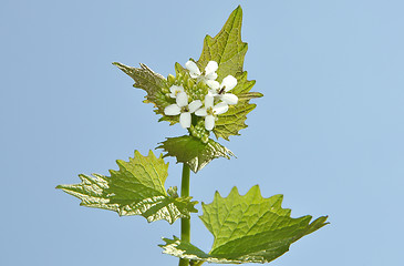 Image showing White blooms