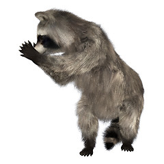 Image showing Raccoon