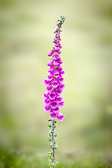 Image showing foxglove