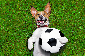 Image showing funny soccer dog