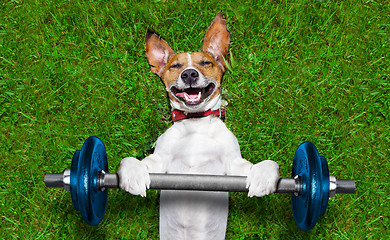 Image showing fitness dog