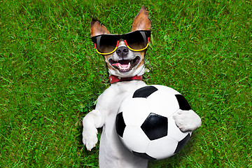 Image showing funny  german soccer dog