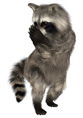 Image showing Raccoon