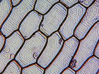 Image showing Onion epidermus micrograph