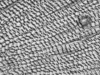 Image showing Pine Wood micrograph