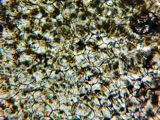 Image showing Courgettes micrograph