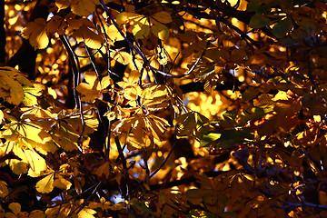 Image showing Background chestnut yellow foliage