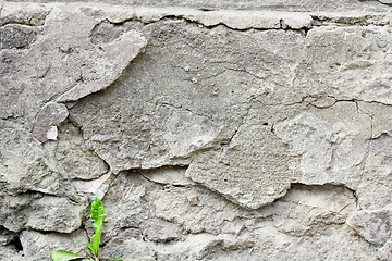 Image showing Sprouts on background wall cement