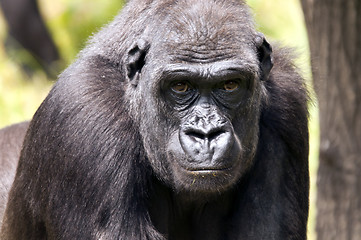 Image showing Gorilla