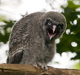 Image showing Young great grey owl