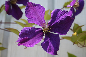 Image showing Clematis Jackmanni