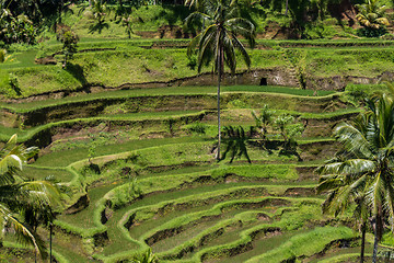 Image showing Lush green terraced farmland in Bali