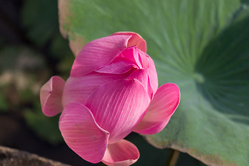 Image showing Beautiful pink water lily bud