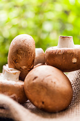 Image showing Fresh brown Agaricus mushrooms