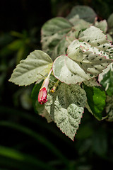 Image showing Red hibiscus bud