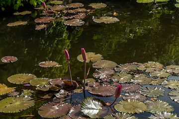 Image showing Ornamental fountain