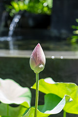 Image showing Beautiful fragrant pink water lily